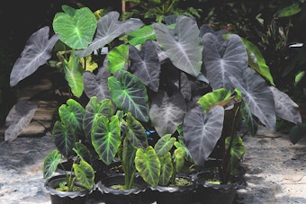 Black Magic Elephant Ears Marginal Water Plants.