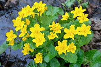 Bright yellow March Marigold marginal water plant.