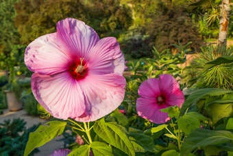 Marginal Plant: Disco Belle Hibiscus Blooms.