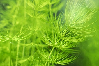 Hornwort Oxygenator Water Plant.