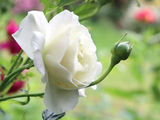 full sail hybrid tea rose