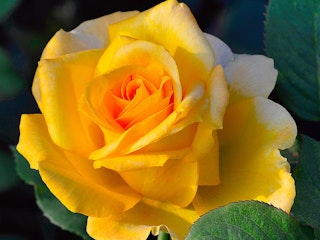 hotel california hybrid tea rose