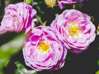 arctic blue floribunda rose