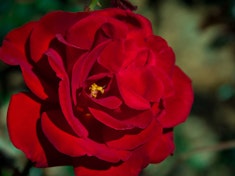red drop dead red floribunda rose
