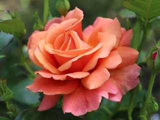 easy does it floribunda rose