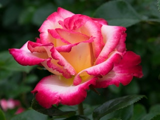dick clark rose grandiflora