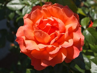 livin easy floribunda rose