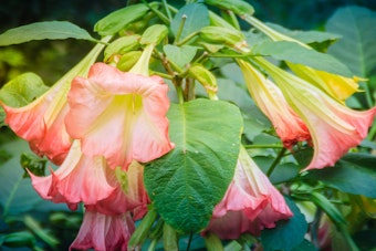 Pink Angel's Trumpet