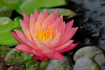 A Wanvisa water lily in bloom.