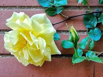 yellow skys the limit climbing rose