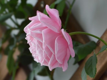 pink pearly gates climbing rose