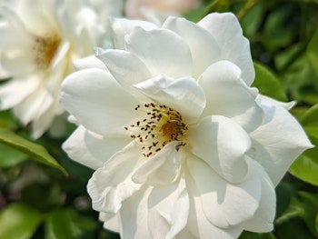 white iceberg climbing rose