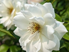 white iceberg climbing rose