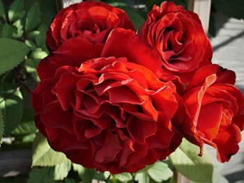 red lady in red climbing rose