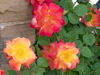 multicolored josephs colored climbing rose