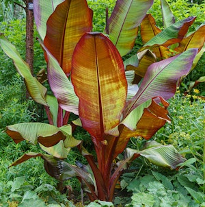 Red Abyssinian Banana - Marginal Water Plant.