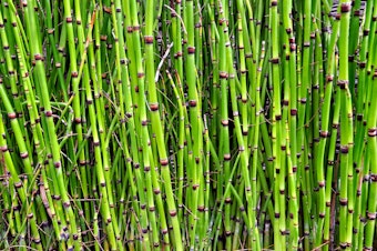 Horsetail marginal water plant close up.