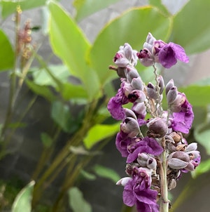 Hardy Canna Flowers and foliage.