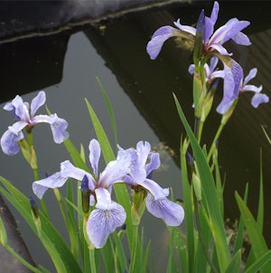 Blue Water Iris