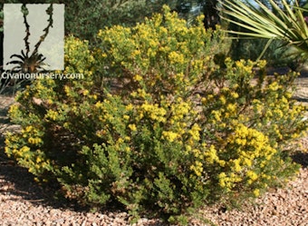 Turpentine Bush Turpentine Bush