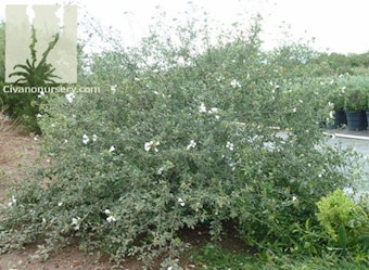 Little Leaf Cordia shrub.