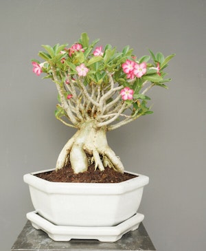 Potted Adenium