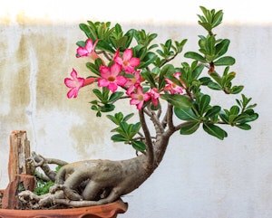 Adenium Plant