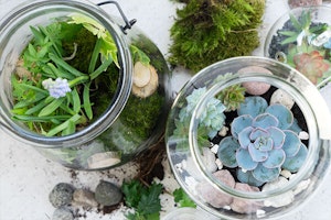 mason jar succulents