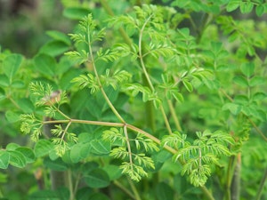 Moringa Tree in Landscape