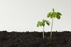 Morgina Seedling