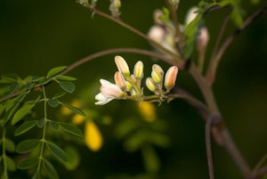 Moringa Tree Closeup