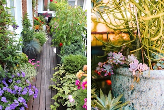two images: 1 deck with numerous colorful potted plants and another photo of potted succulents