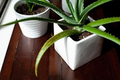 Overwatered houseplant
