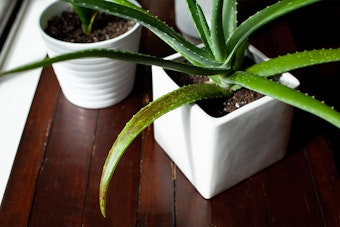 An overwatered houseplant with a leaf that is yellowing and has brown spots from overwatering