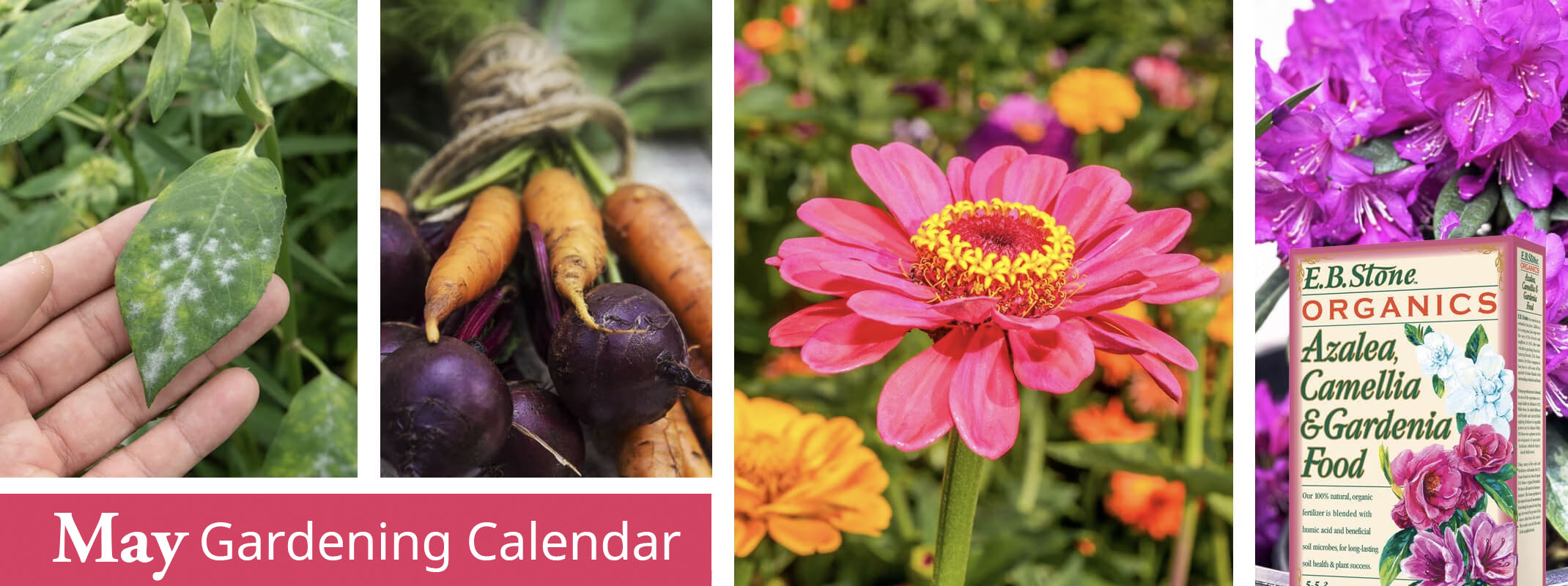 may gardening calendar items winter veggies, zinnia, mold on leaf and fertilzer
