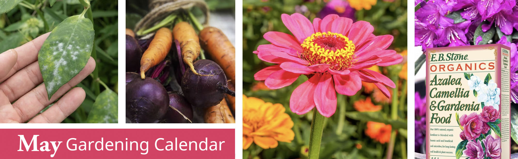 may gardening calendar items winter veggies, zinnia, mold on leaf and fertilzer