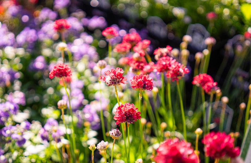 Purple flowers