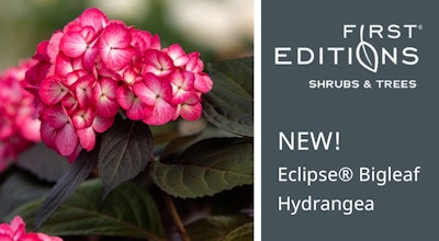 eclipse big leaf hydrangea new first editions shrubs and trees