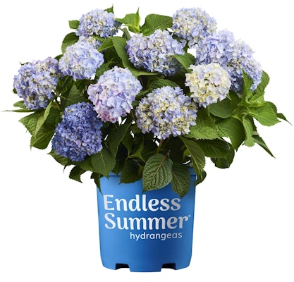 endless summer hydrangea original blue potted