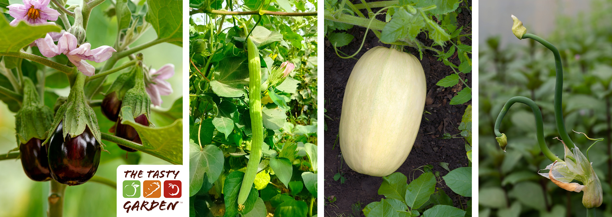 Summer varieties of an eggplant, cucumber, squash and onions.