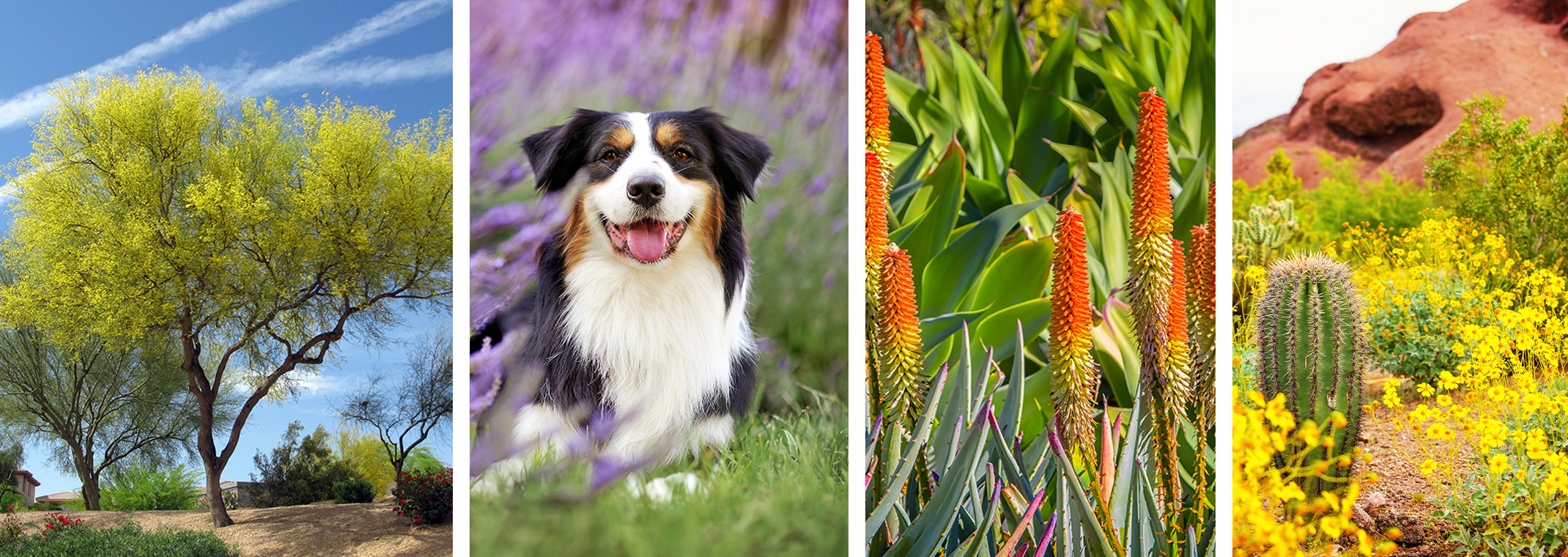 A desert tree, a dog on a lawn near lavender, blooming aloes and agaves, desert landscape with shrubs, yellow flowers and cacti.