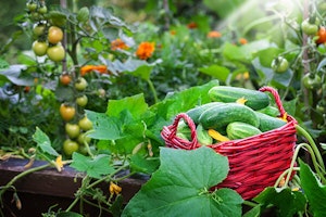 vegetable garden cucumbers tomatoes summerwinds arizona