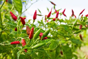 Salsa and/or taco garden