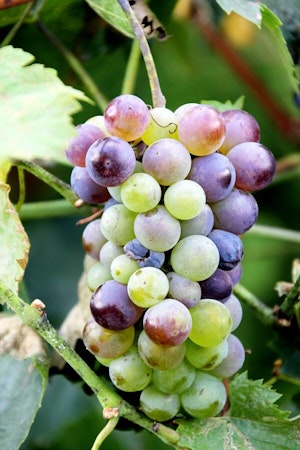 Purple and green grapes