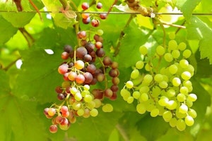 grapes growing on a wire