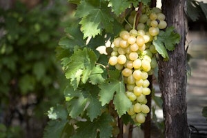 grapes growing on a post