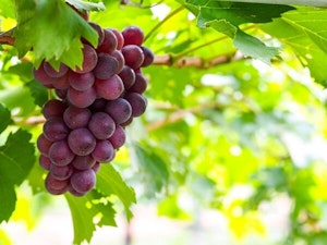 grapes