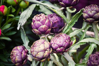 artichoke plant summerwinds arizona