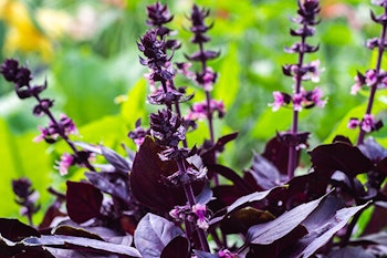 burgundy collard greens plant summerwinds arizona