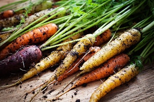 rainbow carrots covered in soil summerwinds arizona